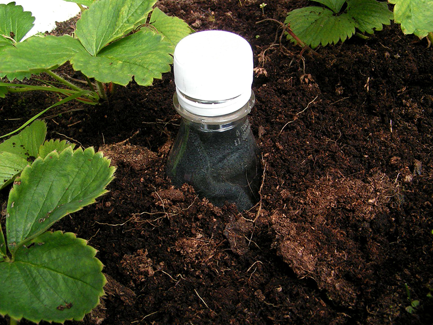 Самый популярный вариант орошения из пластиковой бутылки – это вкапывание тары между растениями