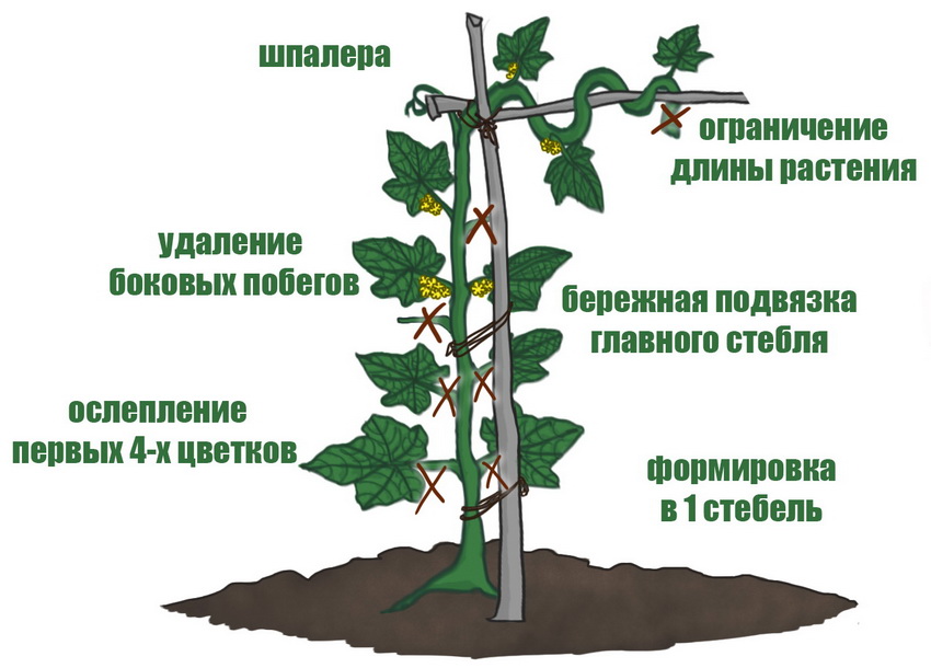 Схема подвязки и формирования стебля у огурца